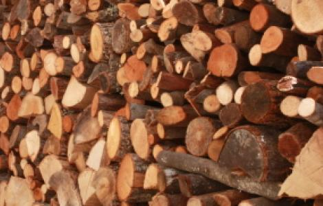 Avviso pubblico per lacquisizione di richieste di vendita di legna di leccio