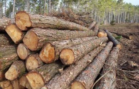 Avviso pubblico per lacquisizione di richieste di vendita di legna di pino